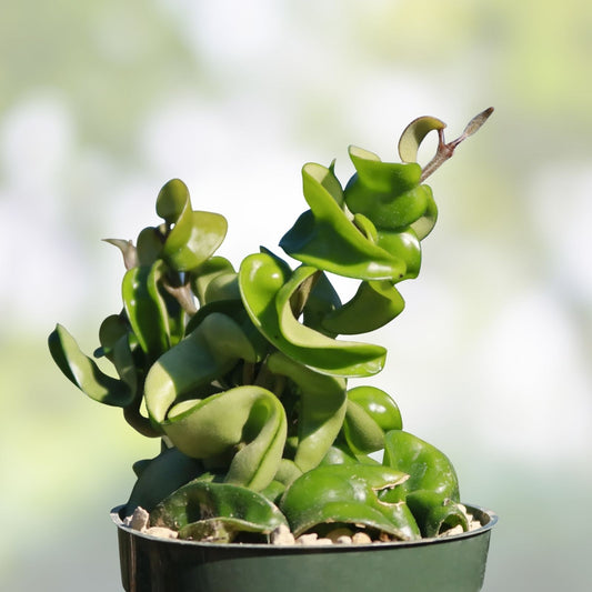 Hoya Hindu Rope Plant Cutting - Wax Plant, Hoya carnosa 'Compacta' - Indoor Houseplant, Easy Care, Live Starter Plant