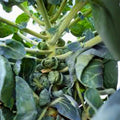 Brussel Sprout Seeds Churchill Heirloom Vegetable Seeds Early Brassica oleracea var. gemmifera 25+