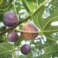 Fresh Fig Tree Cuttings Ficus carica Edible Fig Variety Live Plant Propagation Material