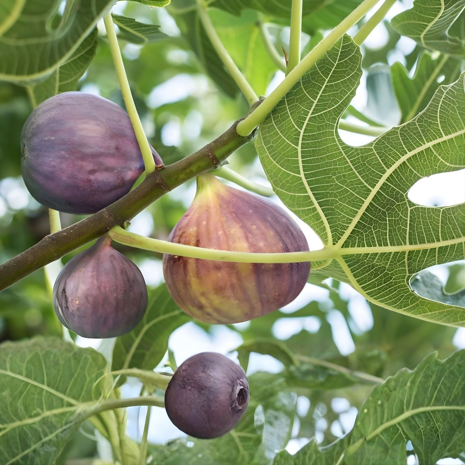 Fresh Fig Tree Cuttings Ficus carica Edible Fig Variety Live Plant Propagation Material