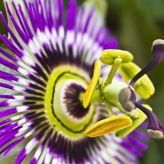 Passion Flower Seeds, Passiflora spp., Vine Plant, Garden Starter, Live Seeds, Bonsai, Houseplant, Bare Root, 50+ Seeds, Fast Shipping