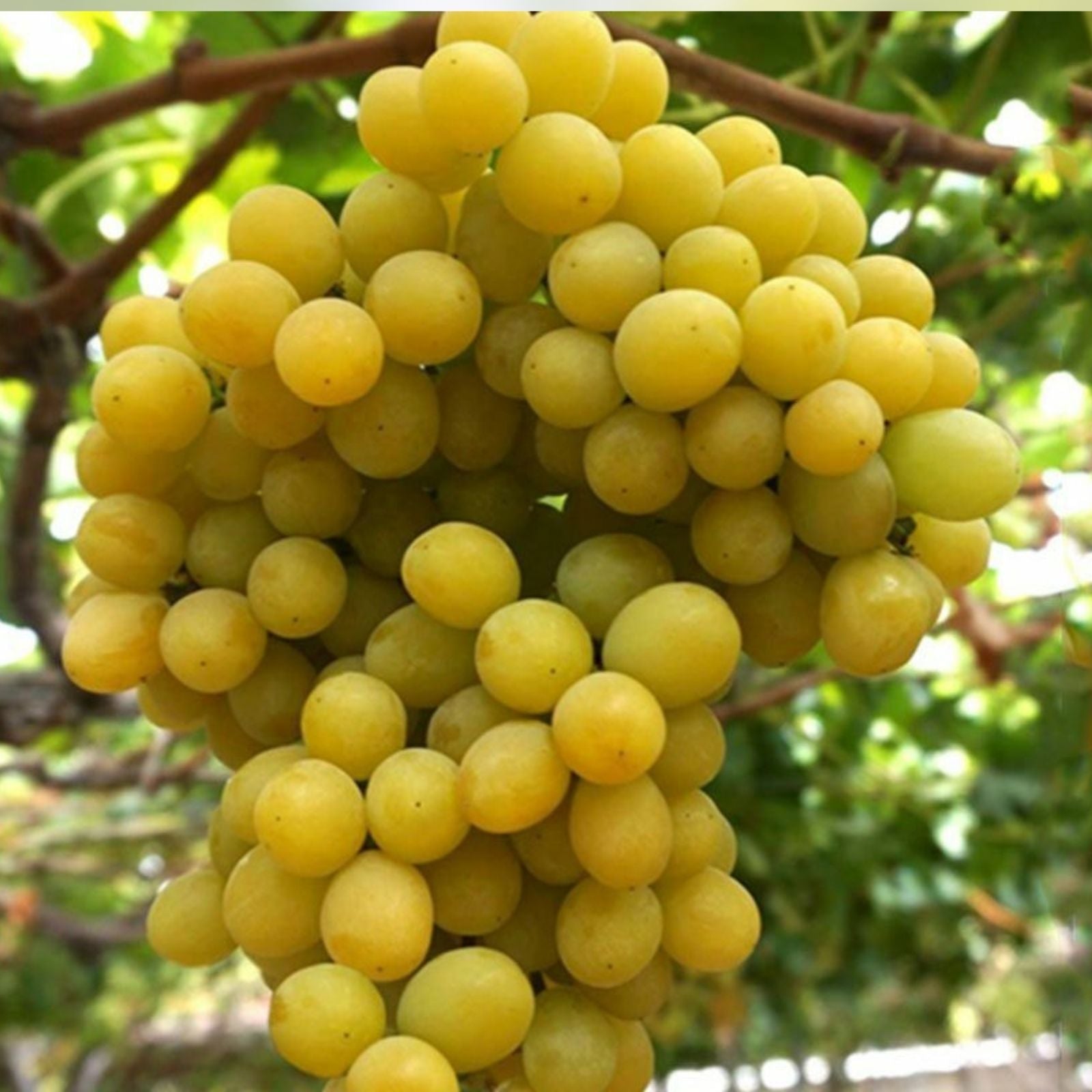 Cotton Candy Grape Cuttings Vitis vinifera Live Plant Starter Bare Root Grafting or Rooting