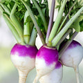Tokyo Long White Onion Seeds – Allium fistulosum – Heirloom Salad and Cooking Onion – 25+ Live Plant Seeds