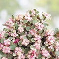 Rainbow Elephant Bush Succulent Cuttings, Portulacaria afra, Live Plant, Drought Tolerant, Indoor Outdoor, Easy Care