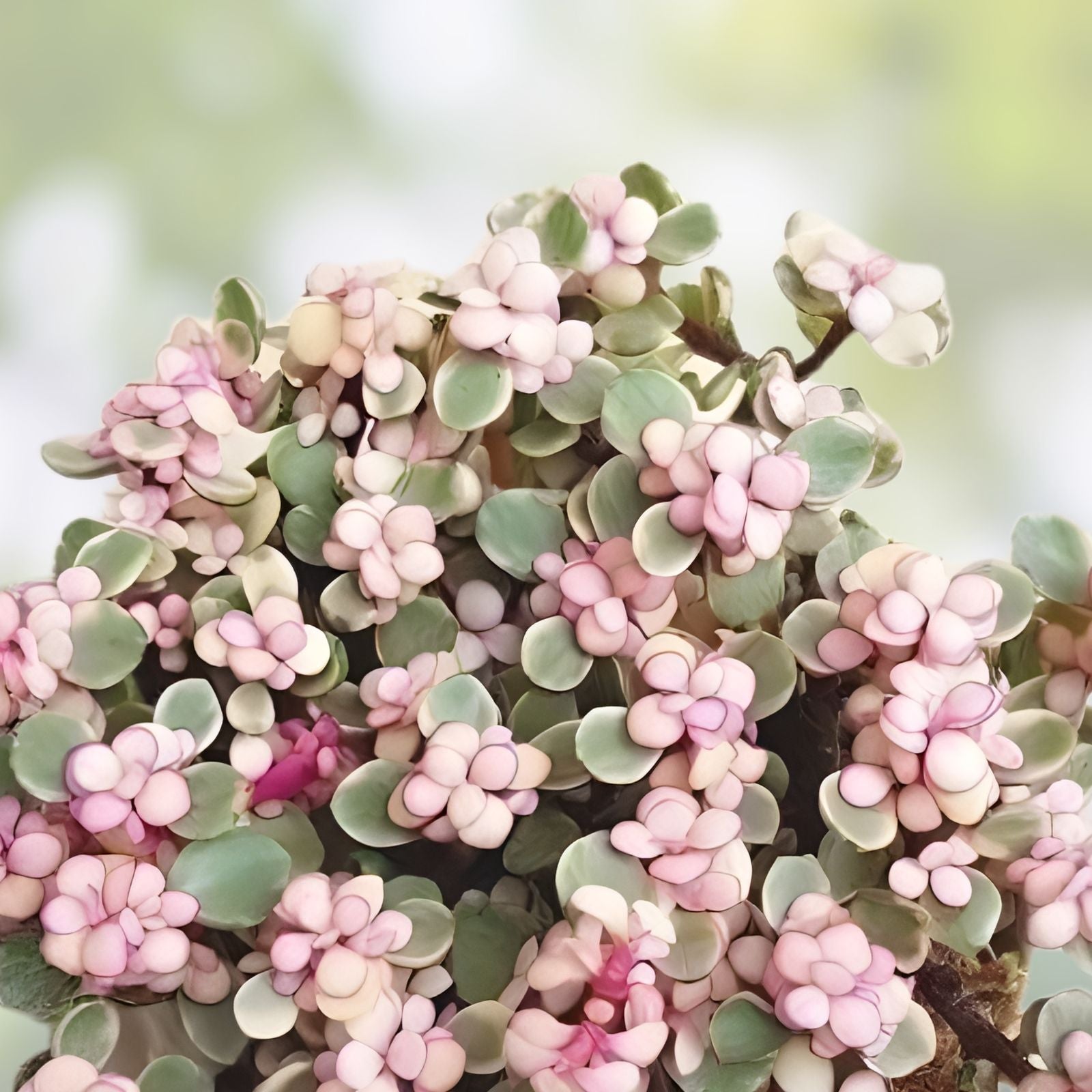 Rainbow Elephant Bush Succulent Cuttings, Portulacaria afra, Live Plant, Drought Tolerant, Indoor Outdoor, Easy Care