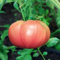 Tomato Seeds 100 Count Bradley Pink Variety Dark Pink Fruit Solanum lycopersicum Vegetable Seeds