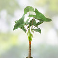 Arrowhead Philodendron Rooted Cuttings - Large Leaf Philodendron domesticum Indoor Tropical Houseplant