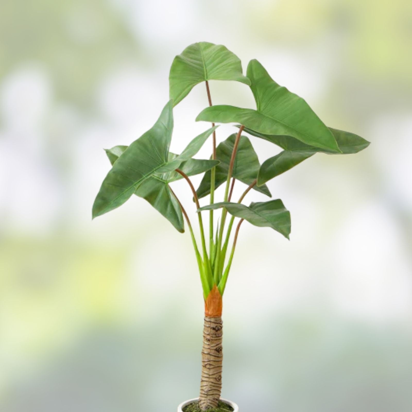 Arrowhead Philodendron Rooted Cuttings - Large Leaf Philodendron domesticum Indoor Tropical Houseplant