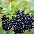 American Elderberry Starter Plant Sambucus canadensis Organic Herbaceous Perennial 2x3 Pot Live Plant