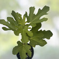 Fico Bianco Siciliano Fig Tree Cutting – 8+ Inch Ficus carica Live Plant, Edible Fruit, Garden Propagation Material