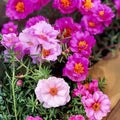 Hot Pink Portulaca Moss Rose Cuttings, Unrooted Portulaca grandiflora Starter Plants, Live Plant, Double Bloom, Succulent, Garden Plant