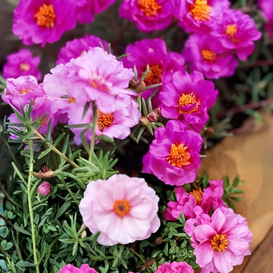 Hot Pink Portulaca Moss Rose Cuttings, Unrooted Portulaca grandiflora Starter Plants, Live Plant, Double Bloom, Succulent, Garden Plant