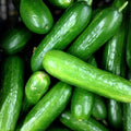 Eureka Cucumber Seeds 50 Pack Organic Heirloom Vegetable Seeds Cucumis sativus Garden Plant