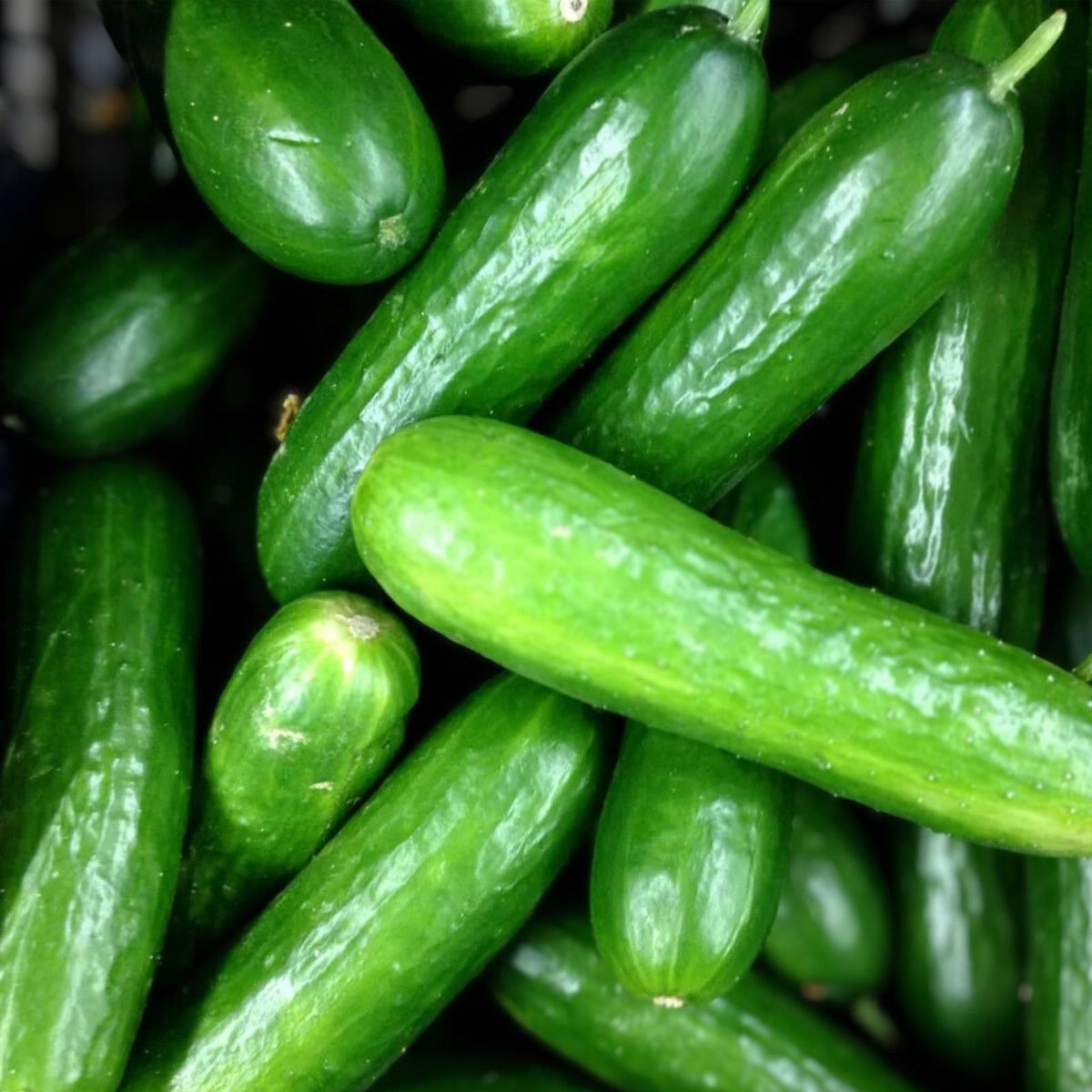 Eureka Cucumber Seeds 50 Pack Organic Heirloom Vegetable Seeds Cucumis sativus Garden Plant