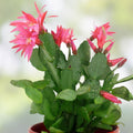 Christmas Cactus Plant 3 Per Pot Pink Schlumbergera × buckleyi Indoor Succulent Flowering Plant
