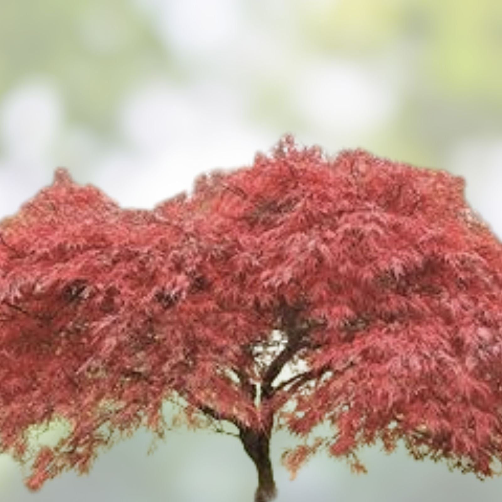 Japanese Red Maple Tree Seeds - 30 Pack - Acer palmatum - Ornamental Hardy Garden Tree Seeds with Vibrant Foliage