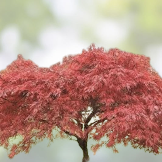 Japanese Red Maple Tree Seeds - 30 Pack - Acer palmatum - Ornamental Hardy Garden Tree Seeds with Vibrant Foliage