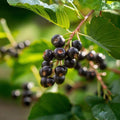 Farkleberry Tree Cuttings Vaccinium arboreum Native Berry Plant Live Shrub for Landscaping Wildlife Rare Organic Starter Plant