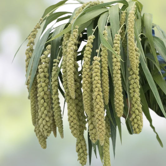 Lime Light Millet Seeds 50 Pack Ornamental Grass Seeds for Garden Decor, Live Plant, Cutting, Bare Root, Starter Plant