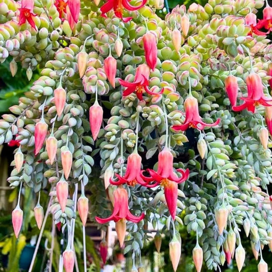 Live Cotyledon Pendens Succulent in 4-inch Pot – Rare Indoor Houseplant, Succulent Collection, Live Plant, Unique Cactus and Succulent
