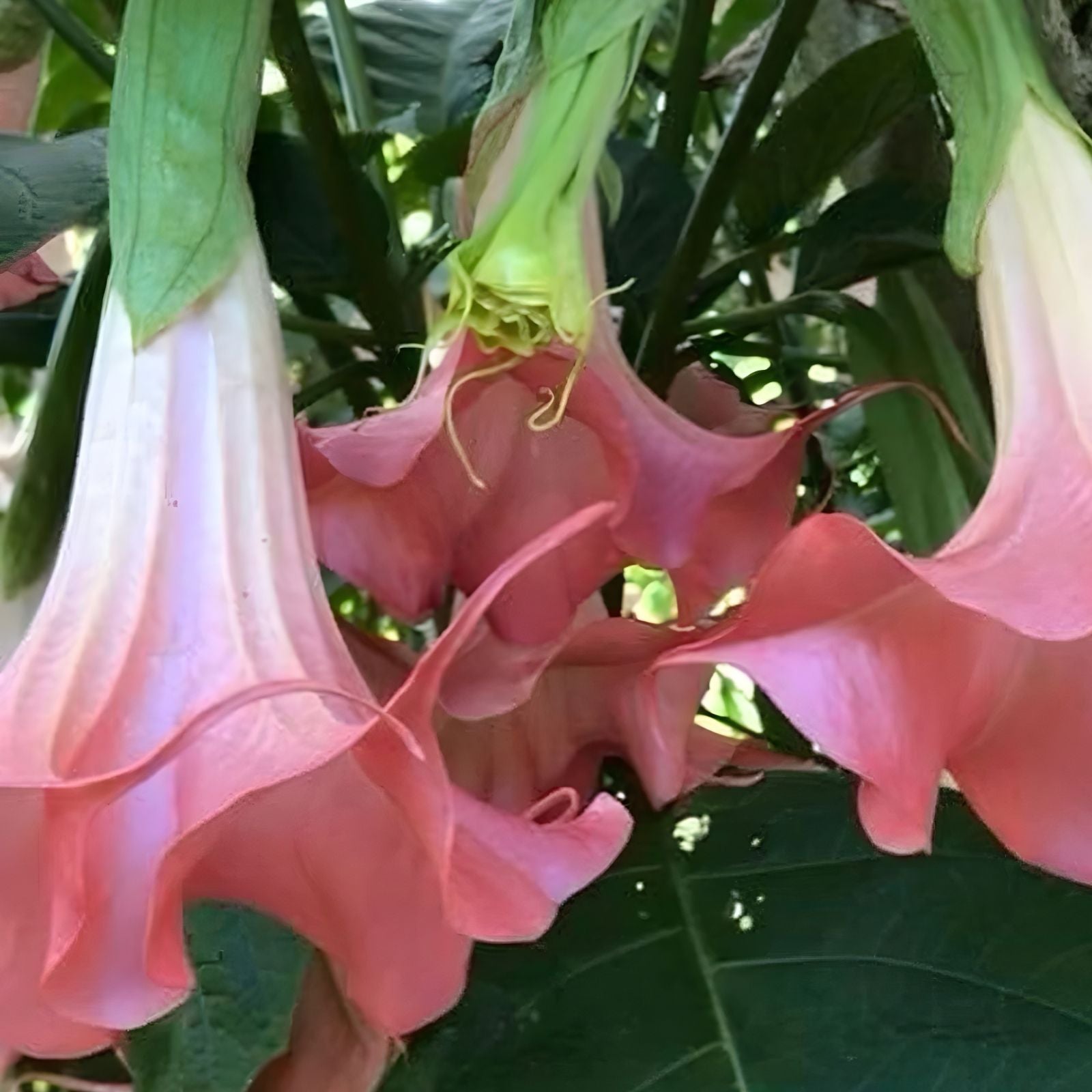 Pink Peach Brugmansia Angel Trumpet Cutting Fragrant Tropical Houseplant Easy to Grow Live Plant