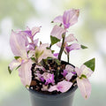 Tradescantia Blushing Bride Cuttings - Pink Variegated Houseplant - Tradescantia fluminensis - Live Plant Propagation Material