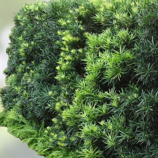 Live Yew Plum Pine Starter Plants Set of 2 Podocarpus macrophyllus Evergreen Houseplants Low Maintenance