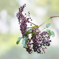 American Elderberry Starter Plant 2x3 Pot | Sambucus canadensis Edible Berries Drought Tolerant Native Plant