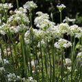 Garlic Chives Seeds 2oz Allium Tuberosum Microgreens Culinary Herb Organic Starter Plant
