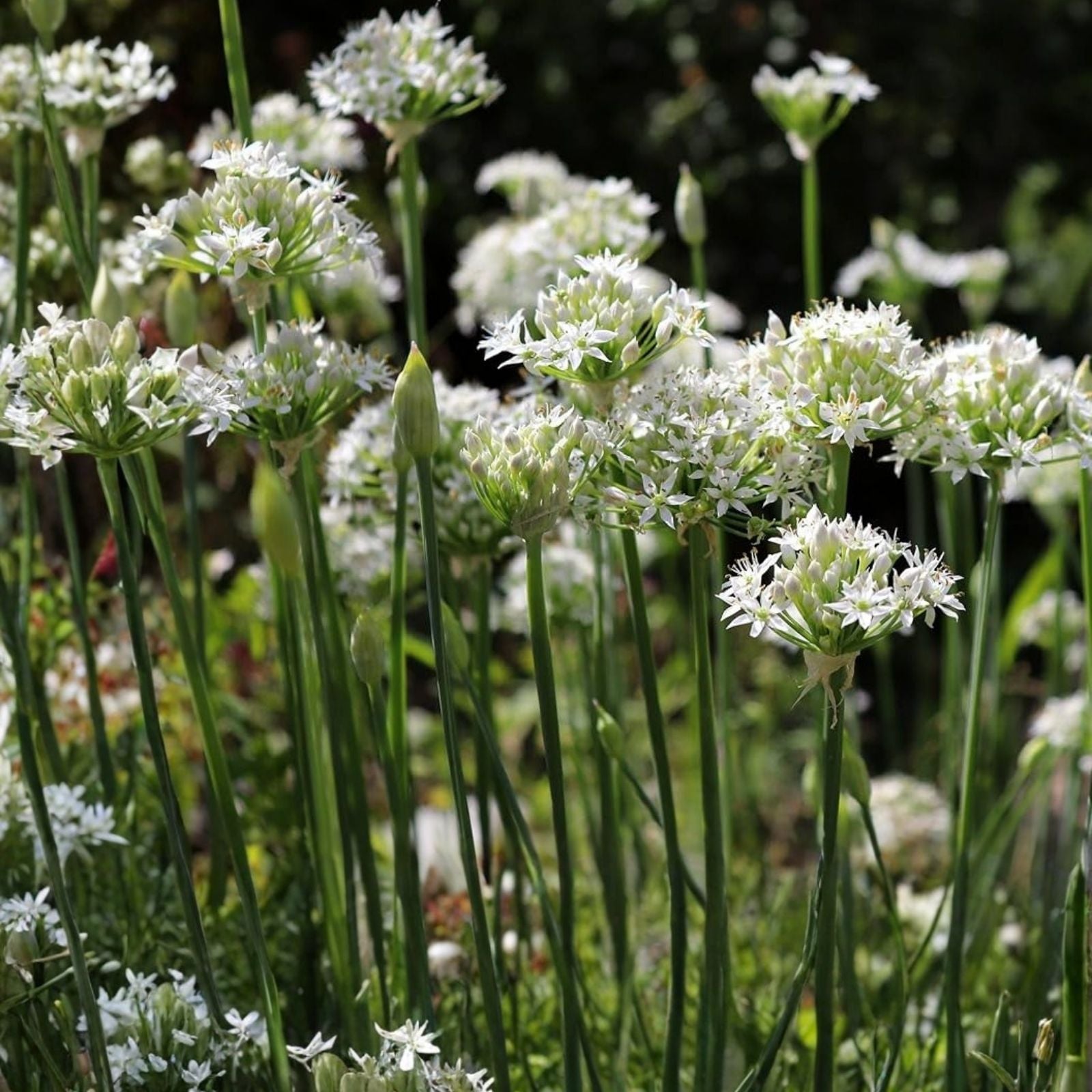 Garlic Chives Seeds 2oz Allium Tuberosum Microgreens Culinary Herb Organic Starter Plant