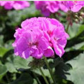 Purple Pink Pelargonium Zonal Geranium Starter Cuttings Live Plant 12x6 inches Pelargonium × hortorum