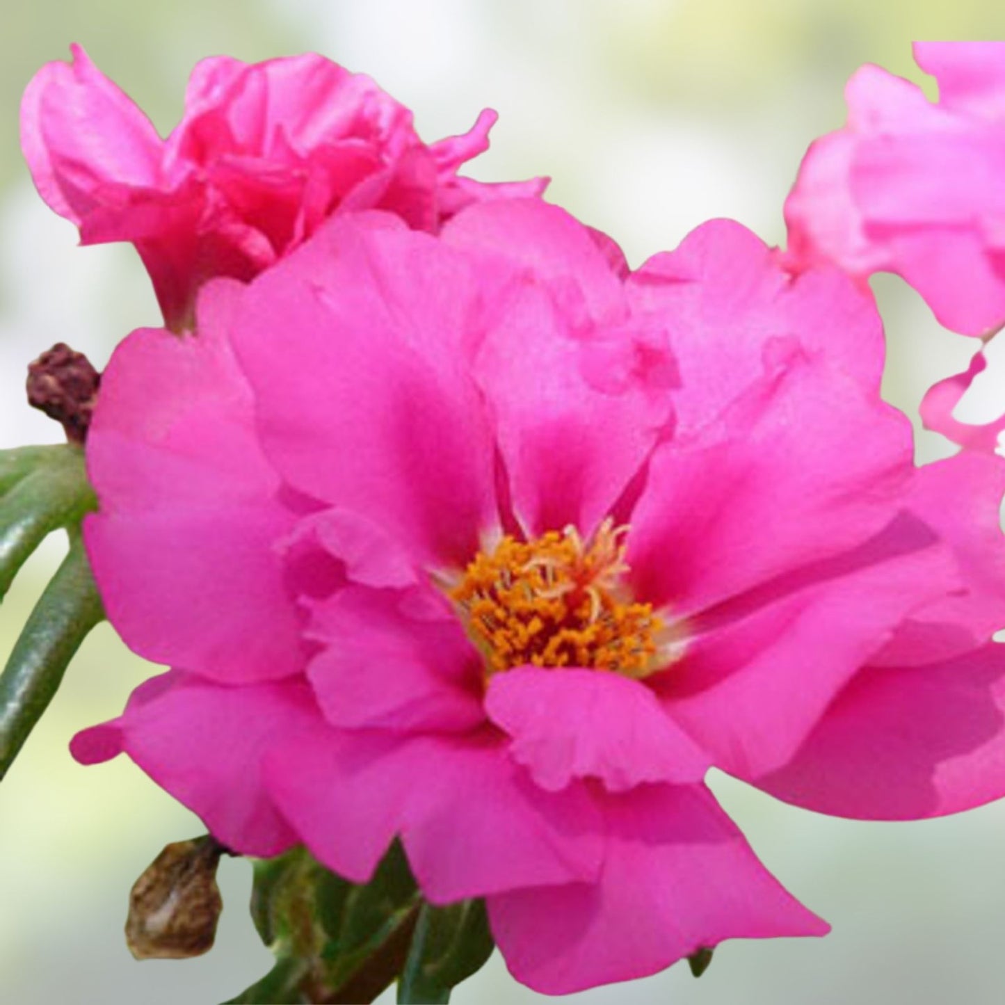 Magenta Portulaca Moss Rose Cuttings 7 Live Starter Plants, Double Bloom, Houseplant, Succulent, Garden Plant, US Seller