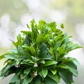 Russian Comfrey Bocking 4 Cuttings Organic Herbal Plant Symphytum x uplandicum Live Starter Plant for Garden & Remedies