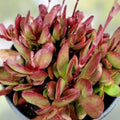 Crassula Clavata Succulent Live Plant 4" Bare Roots, Drought-Tolerant Houseplant, Easy Care Garden Decor