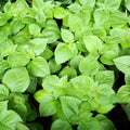 Organic Basil Seeds 500 Count Super Sweet Chen Ocimum basilicum Herb Garden Starter Plant Non-GMO
