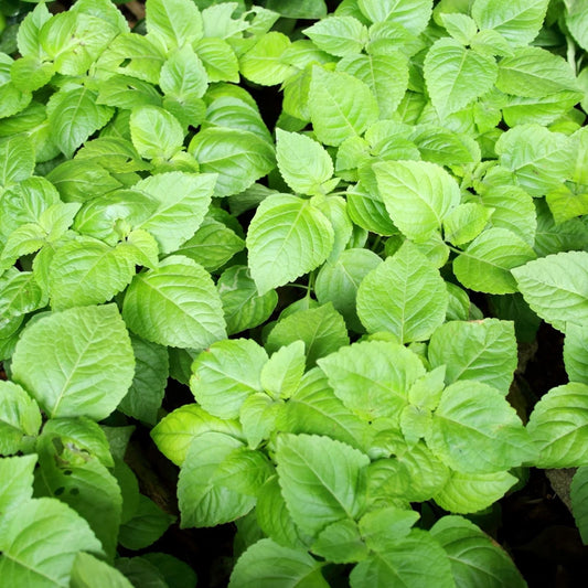 Organic Basil Seeds 500 Count Super Sweet Chen Ocimum basilicum Herb Garden Starter Plant Non-GMO