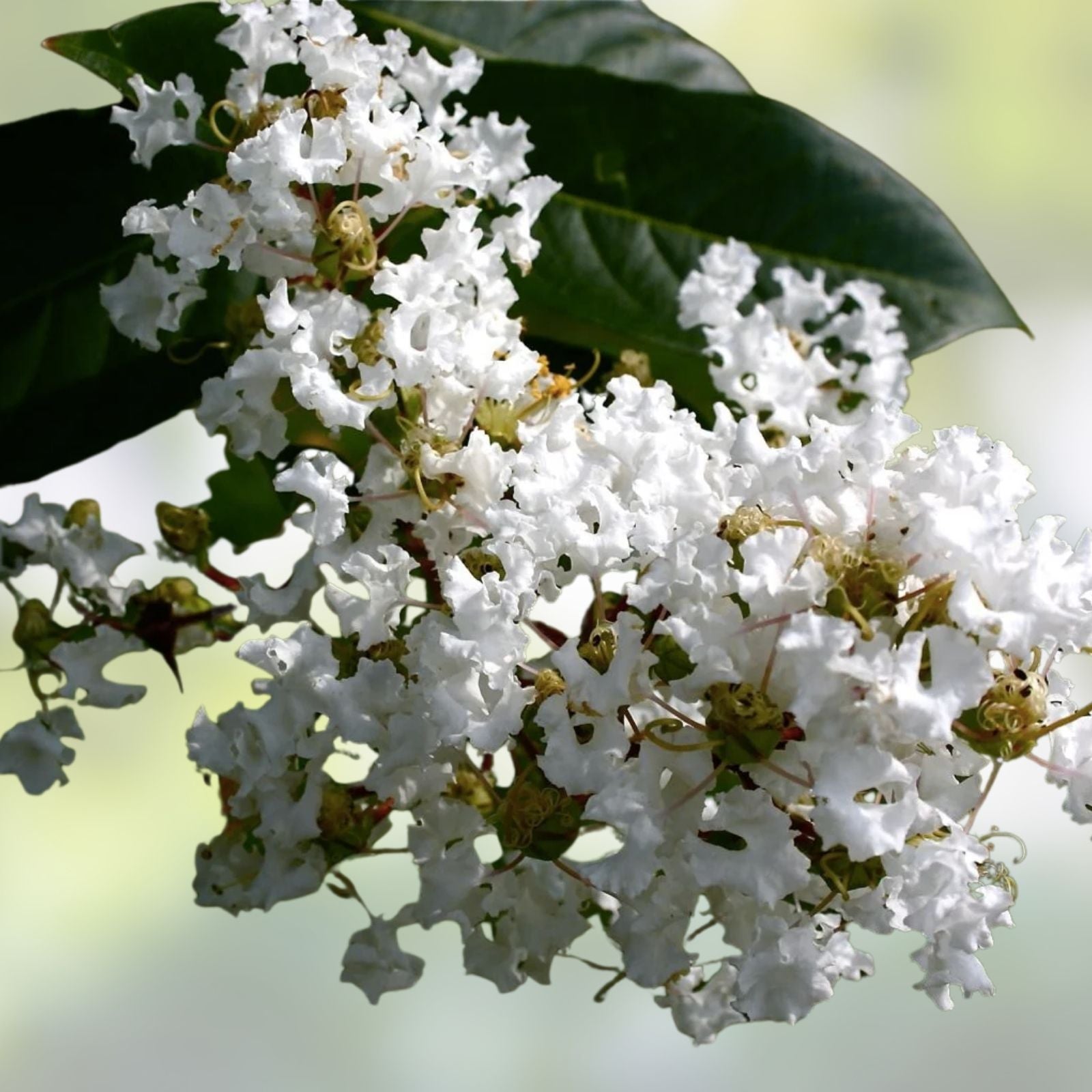 Crape Myrtle Cuttings Natchez Lagerstroemia indica x fauriei Ornamental Flowering Plant Live Starter Plant