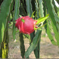 Dragon Fruit Cuttings 10 Pack – Hylocereus Undatus – Live Fruit Plant Cuttings – 15-26 Inches – Home Gardening Starter Plants