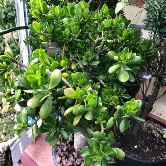 Green Jade Succulent Cuttings 4" Crassula Ovata Money Plant Tree Live Starter Plant