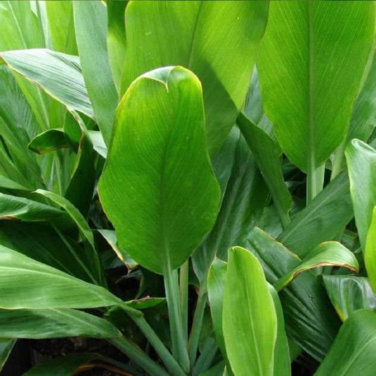 Hawaiian Green Ti Leaf Cuttings 6-Inch Starter Logs 25 Pack Cordyline fruticosa Tropical Houseplant Supplies