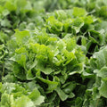 Endive Lettuce Seeds 500 Count – Broadleaf Batavian Heirloom Organic Vegetable Seeds Non-GMO Live Plant Cutting