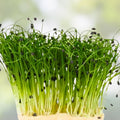Red Kale Microgreen Seeds 8oz – Nutrient-Dense Brassica oleracea var. sabellica Sprouting Seeds for Microgreens, Houseplants, and Gardening