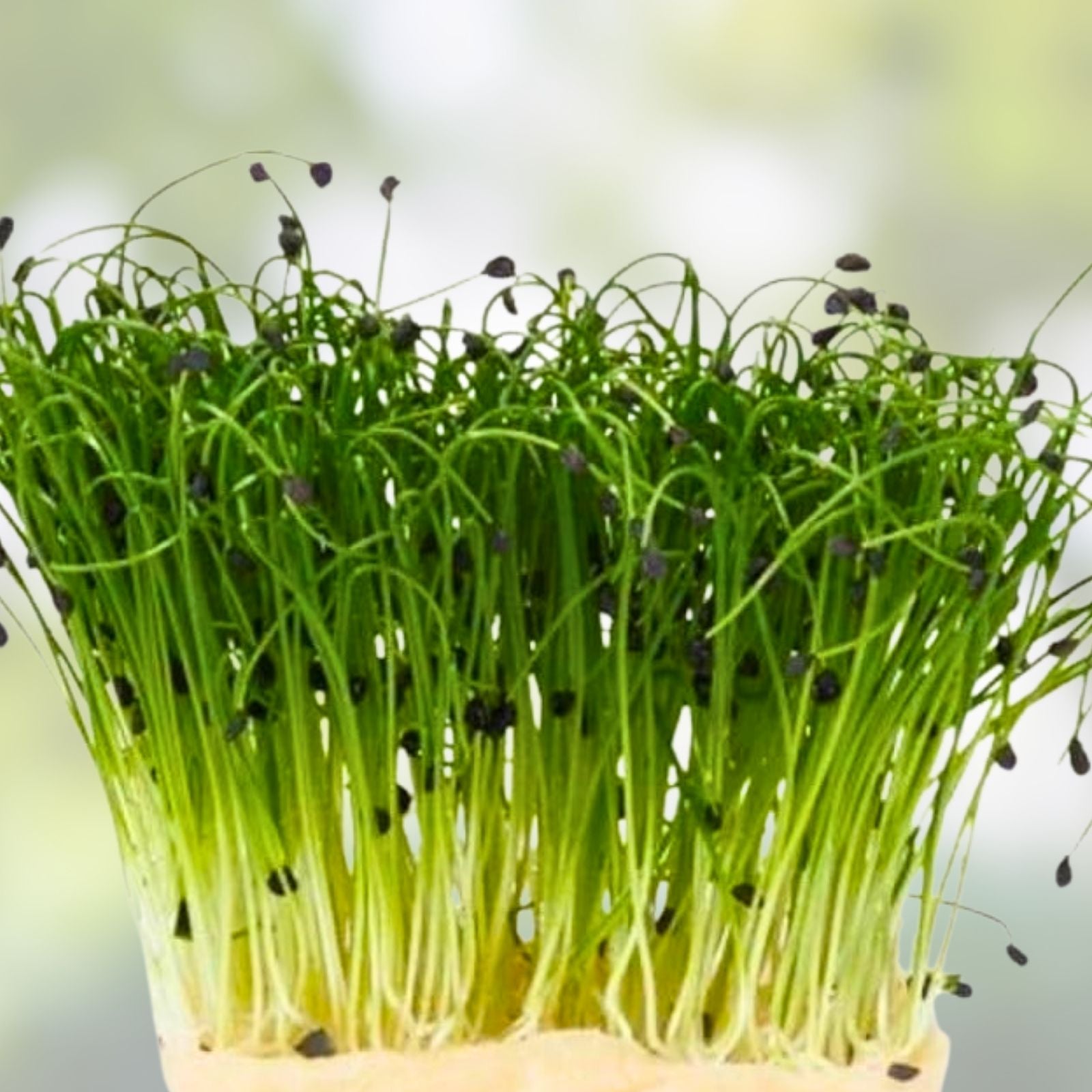 Red Kale Microgreen Seeds 8oz – Nutrient-Dense Brassica oleracea var. sabellica Sprouting Seeds for Microgreens, Houseplants, and Gardening