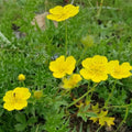 Golden Cinquefoil Seeds 500 Perennial Potentilla aurea Bright Yellow Flowers Live Plant Cutting Bare Root Starter Plant