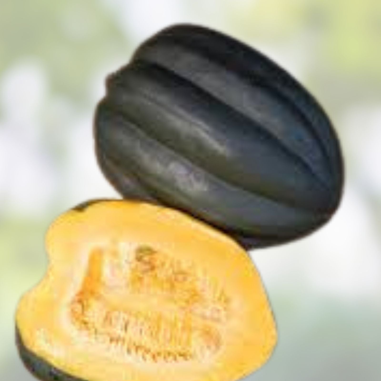 Autumn Delight Squash Seeds 10 Pack – Heirloom Cucurbita maxima for Fall Harvest and Planting, Fast Growing
