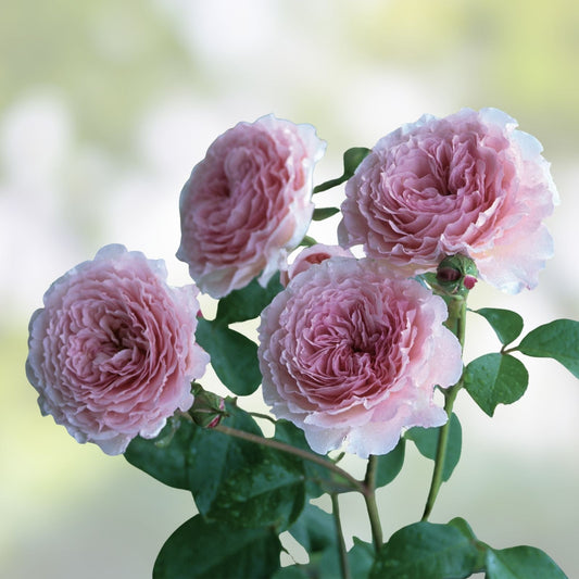 Live Rose Cuttings James Galway David Austin 5-8" Starter Plant 3 Stems Houseplant Garden Flower