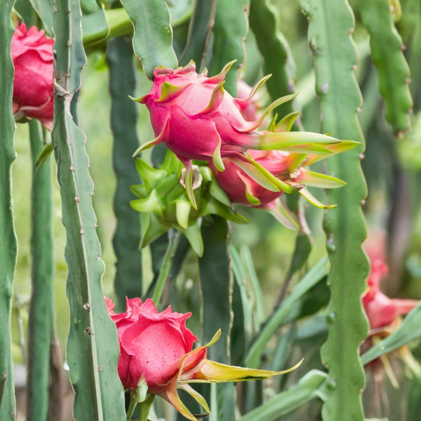 Dragon Fruit Cutting Orejona Hylocereus undatus Tropical Fruit Plant Starter Edible Cactus Houseplant