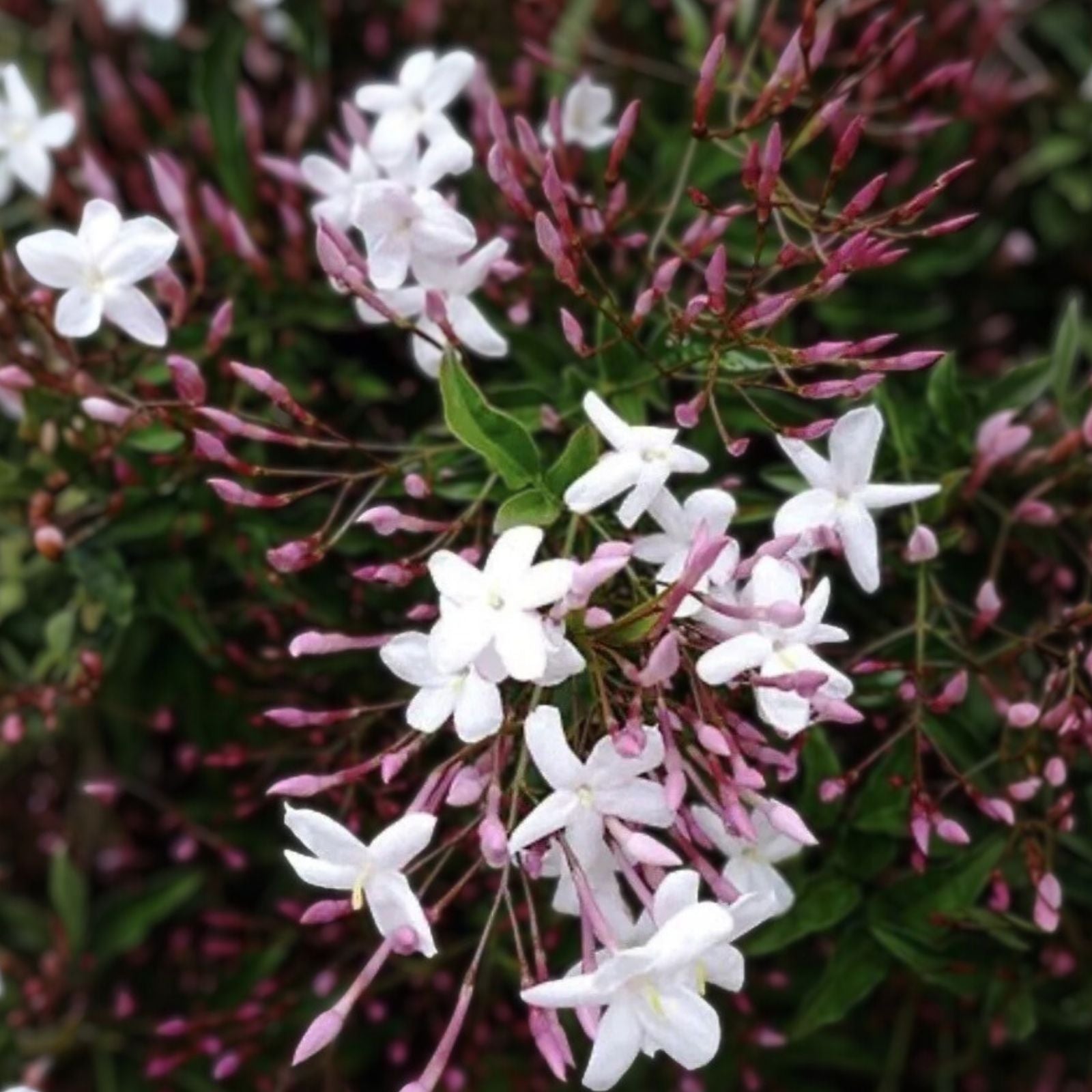 Pink Star Jasmine Cuttings - Trachelospermum jasminoides - Fragrant Climbing Garden Plant Starts - Live Plant, Houseplant, Bare Root