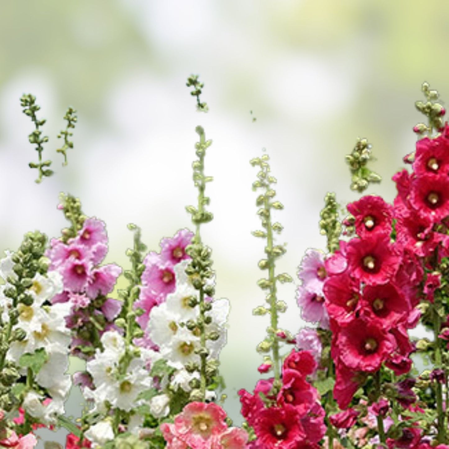 Hollyhock Plants Set of 2 Powderpuffs Mix Alcea rosea Pastel Flowers Bare Root Perennials Zones 3-9