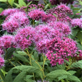 Pink Spiraea Seeds | Hardy Flowering Shrub for Garden Planting | Spiraea tomentosa Bare Root or Seeds